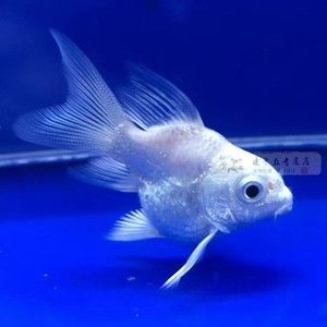 蝴蝶鯉與短身蝴蝶鯉對比，哪種更優及二者