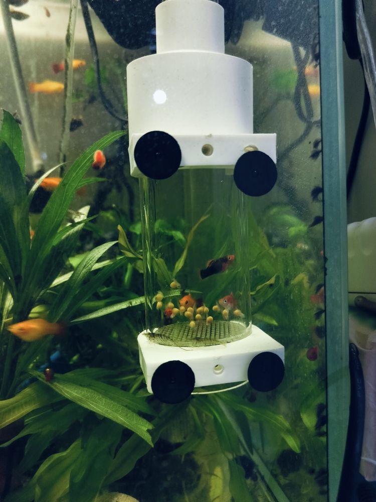 新年來了兩窩，新生命降臨帶來的
