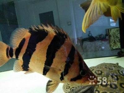 虎配什么魚能變明虎？
