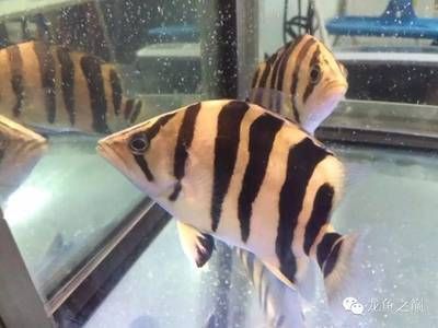 虎配什么魚能變明虎？