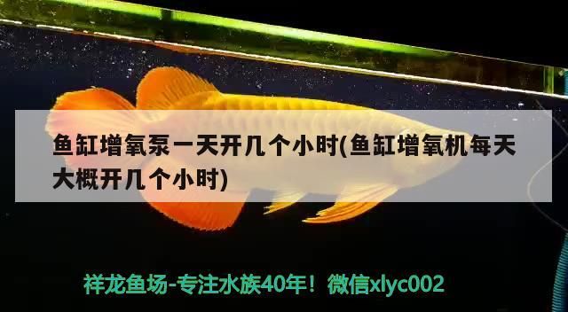 區唐山路保國觀賞魚店，品種繁多，水族愛好者