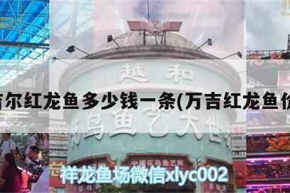 吉爾紅龍魚與萬吉紅龍魚價(jià)格對(duì)比，一條