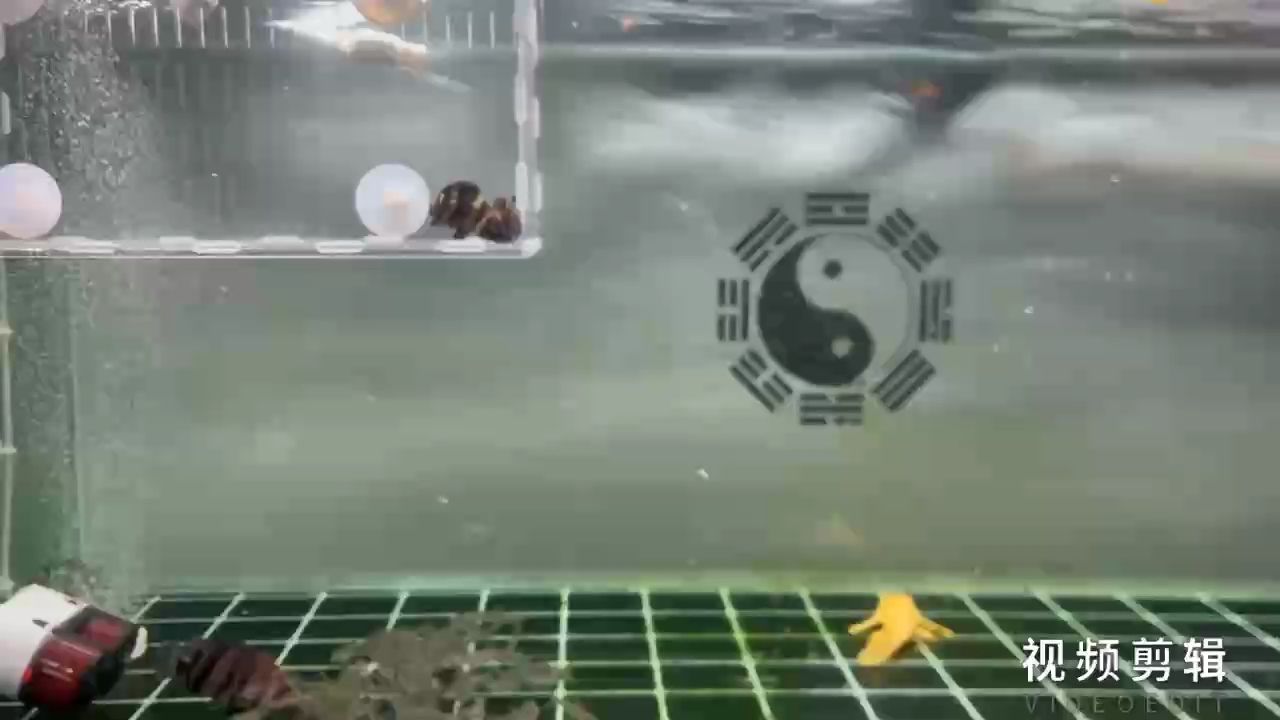 每日簽到，記錄生活點(diǎn)滴，收獲堅(jiān)持 每日簽到，記錄生活點(diǎn)滴，收獲堅(jiān)持 龍魚(yú)論壇