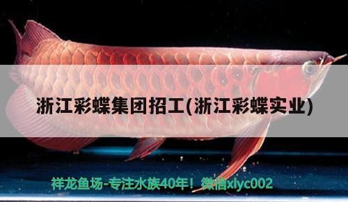 三門峽觀賞魚市場創寧這加熱棒質量真差