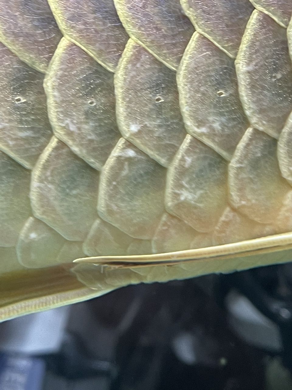 [aoman][aoman]初病，換水暴氧 30度養(yǎng)護，能否