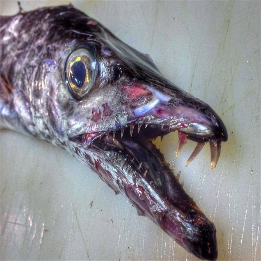 0條魚需多大缸？蘇州洪發水族用品有限公司