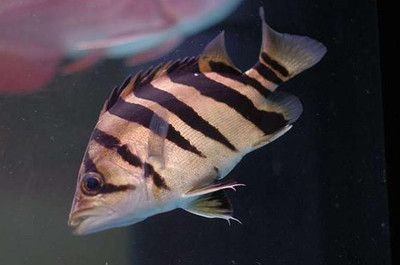 虎魚養(yǎng)殖技術(shù)與管理視頻，養(yǎng)殖要點(diǎn)、環(huán)境搭建及