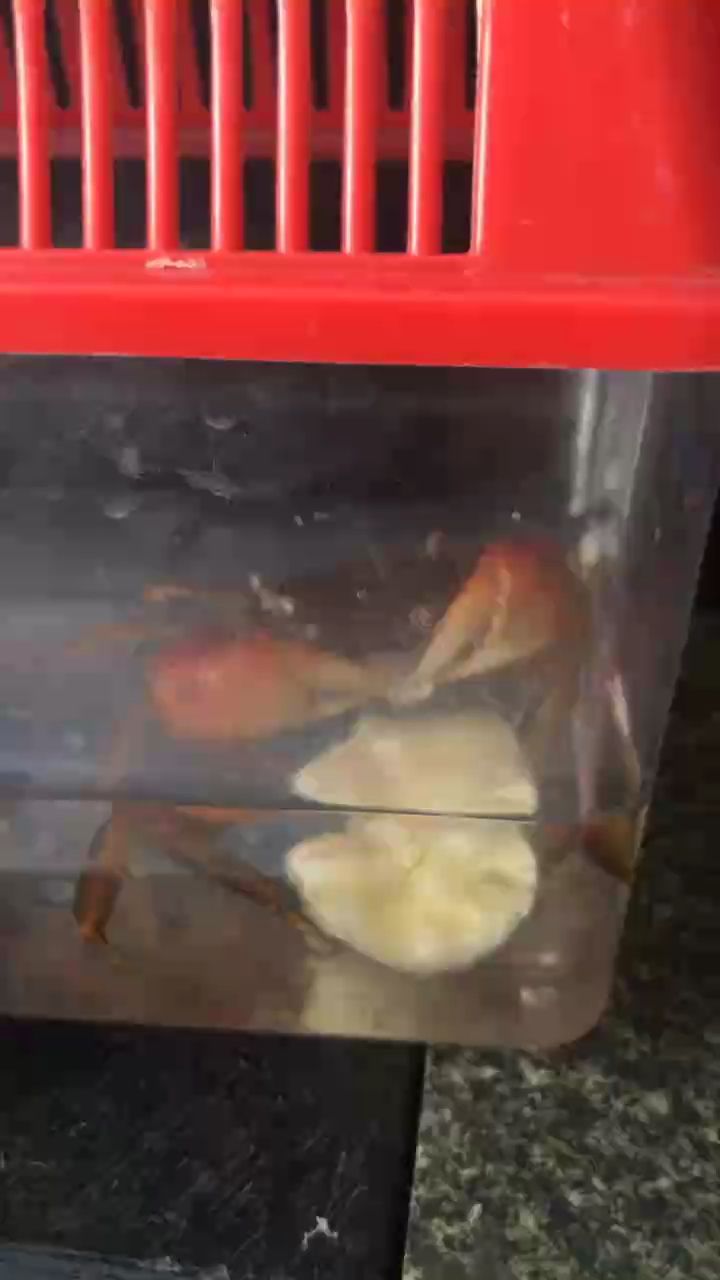 鮮美誘惑，探索海洋之味，盡享