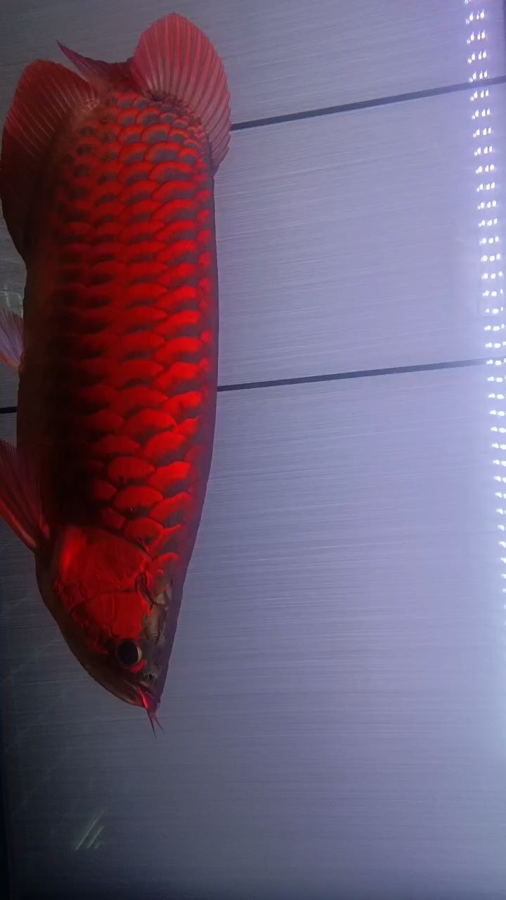 探索水之奧秘，從日常到科學，加水背后的奇妙世界