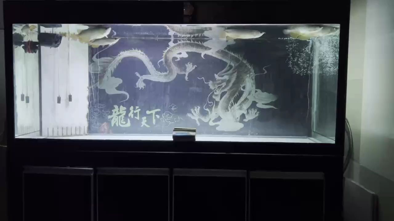 背景后氣勢恢宏，龍兒卻暫不敢靠近游弋