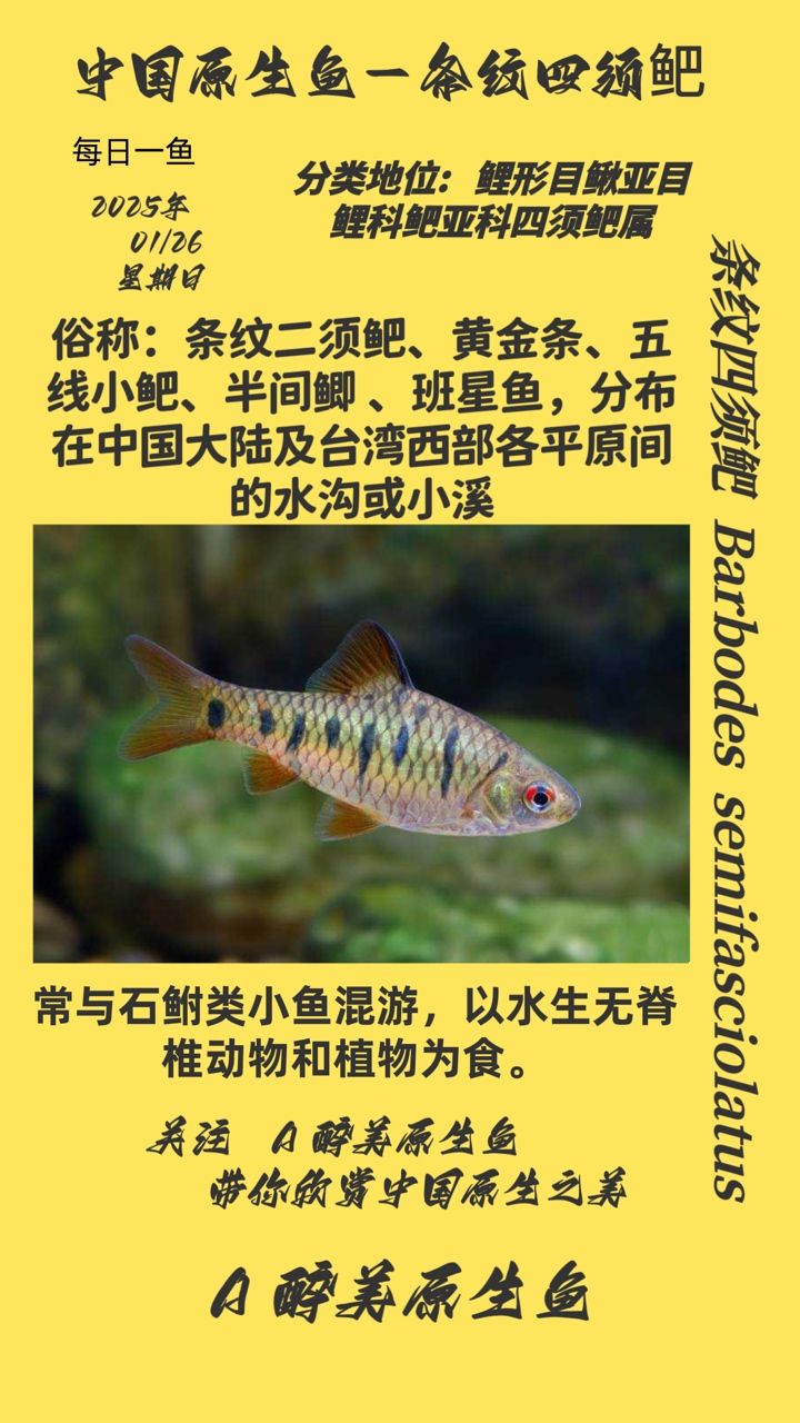 條紋四須鲃，獨特魚類的生態習性、保護現狀及