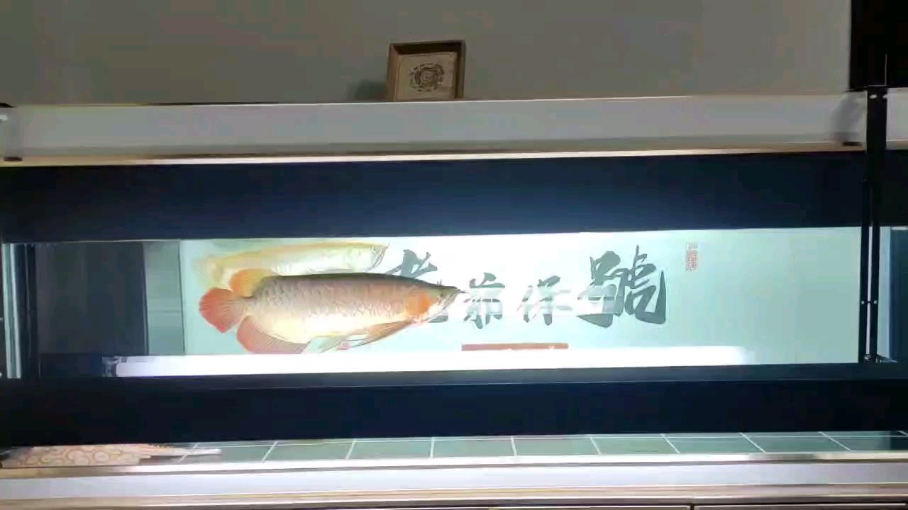 魚喝茶，悠然自得，品味生活之美，實乃人生 魚喝茶，悠然自得，品味生活之美，實乃人生 龍魚論壇