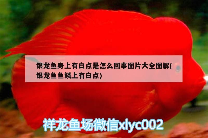 龍魚(yú)身上現(xiàn)白點(diǎn)原因揭秘及圖片大全圖解（魚(yú)鱗白點(diǎn)問(wèn)題詳解