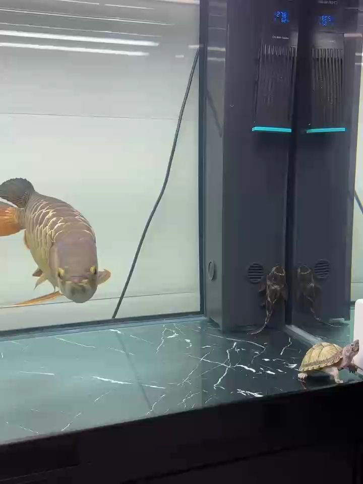 冷宅家，靜賞家中魚兒游弋，享愜意悠閑
