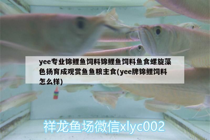 ee專業錦鯉飼料，螺旋藻色揚育成，觀賞