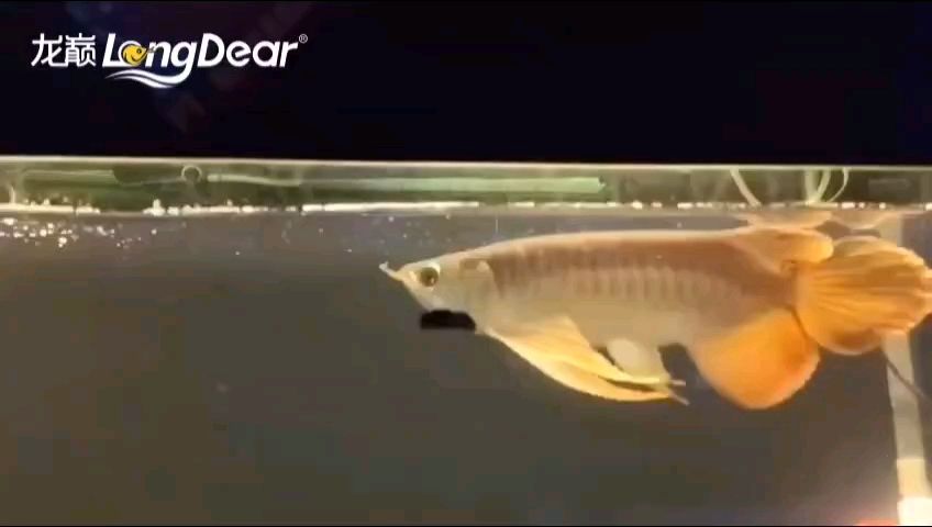 魚缸用增氧泵價格是多少:魚缸增氧機-xtrac增氧機-xtrac增氧機 轉發682,探尋背后故事,揭開這一數字背后的神秘面紗 龍魚論壇 轉發682,探尋背后故事,揭開這一數字背后的神秘面紗 轉發682,探尋背后故事,揭開這一數字背后的神秘面紗 龍魚論壇