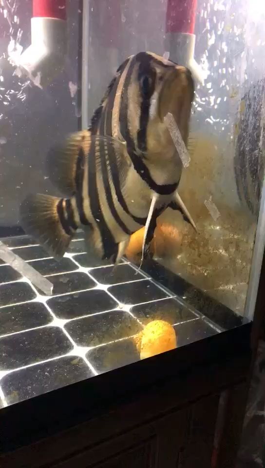養了半年??，萌寵相伴的溫馨時光與成長點滴