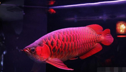 龍魚品牌等級分類標準圖，各等級特征、劃分依據 龍魚品牌等級分類標準圖，各等級特征、劃分依據 紅龍魚百科 第5張