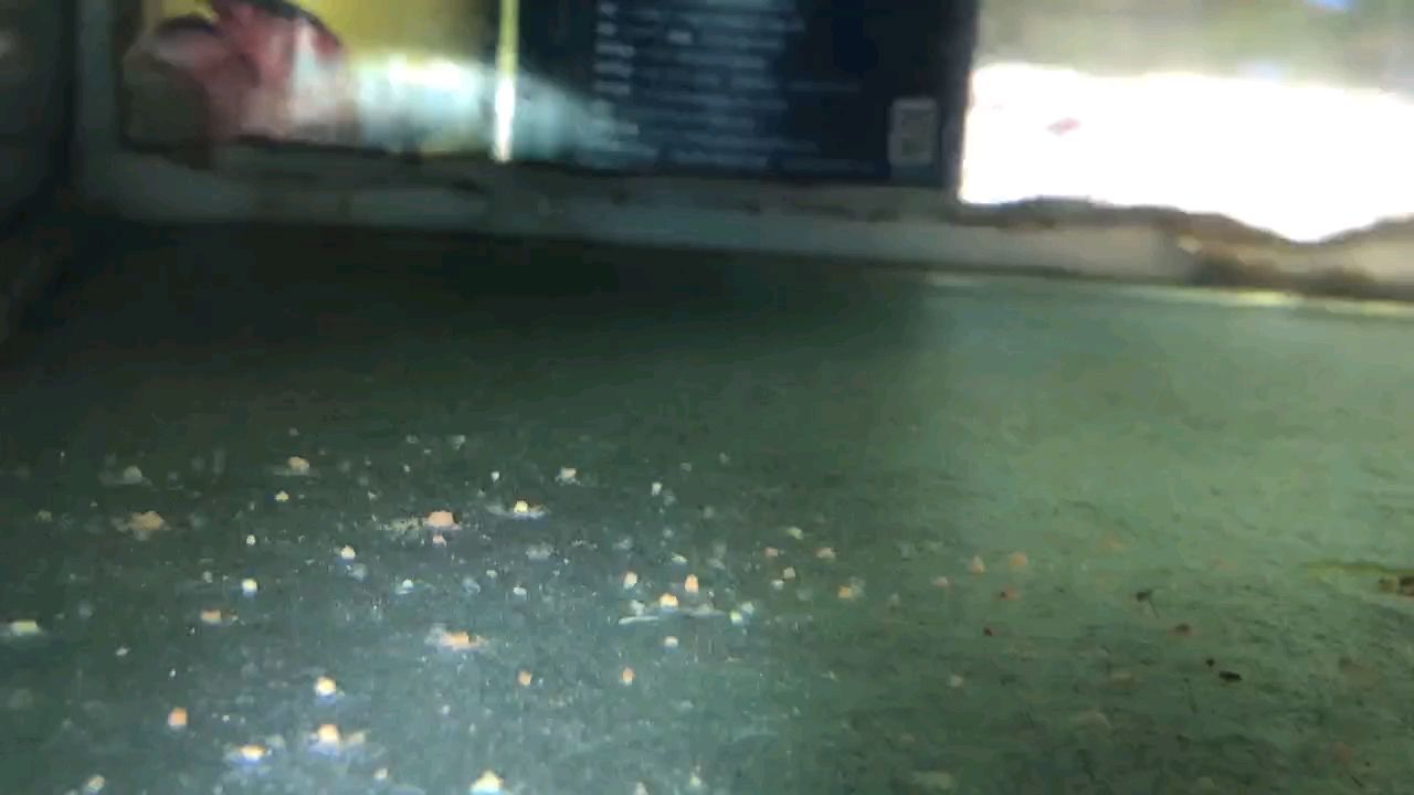 棒，獨特魅力與多元價值，在生活中的奇妙呈現與深遠