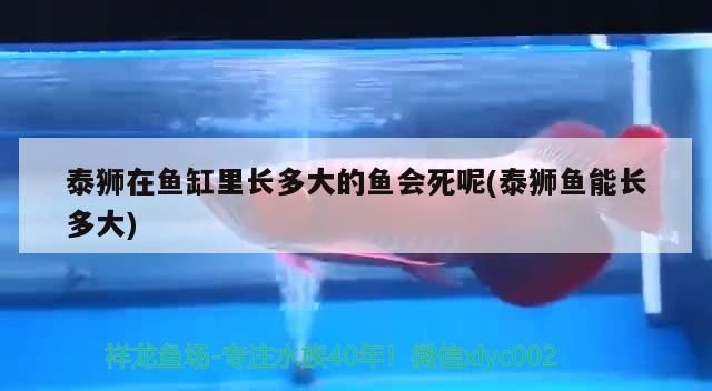 探秘印度養(yǎng)魚(yú)業(yè)，現(xiàn)狀、挑戰(zhàn)與未來(lái)發(fā)展機(jī)遇全