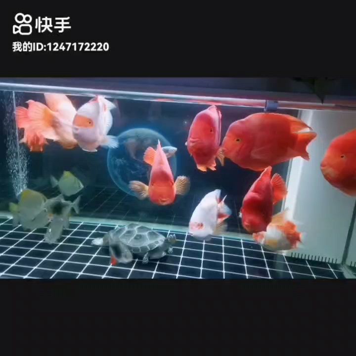 愿事事順遂皆如意，未來定會越來越好，南無阿彌陀佛???? 愿事事順遂皆如意，未來定會越來越好，南無阿彌陀佛???? 龍魚論壇