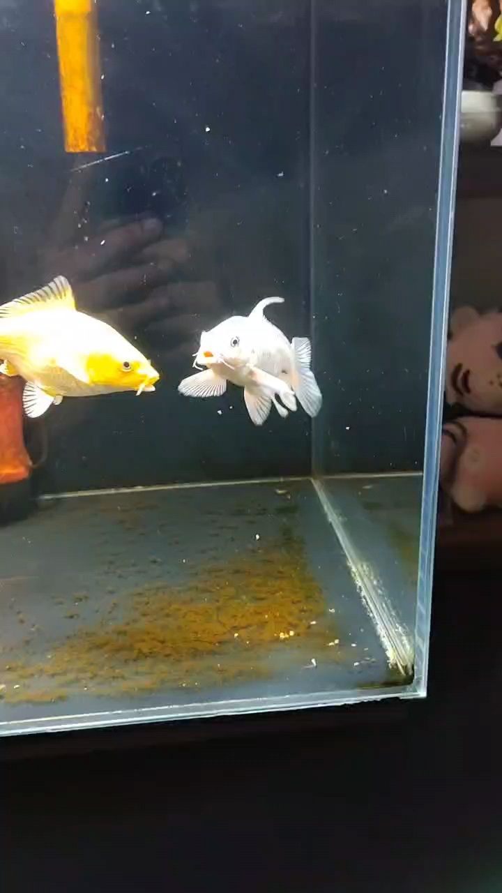 小苗子是否有問的必要？