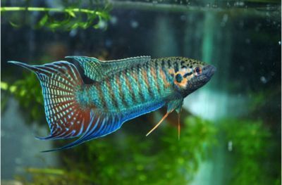 魚屬于熱帶魚嗎？探究虎魚的熱帶屬性及適宜