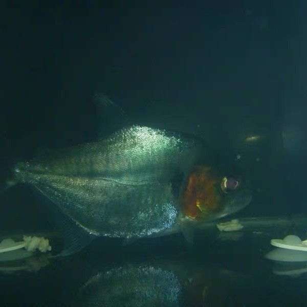 魚屬于熱帶魚嗎？探究虎魚的熱帶屬性及適宜