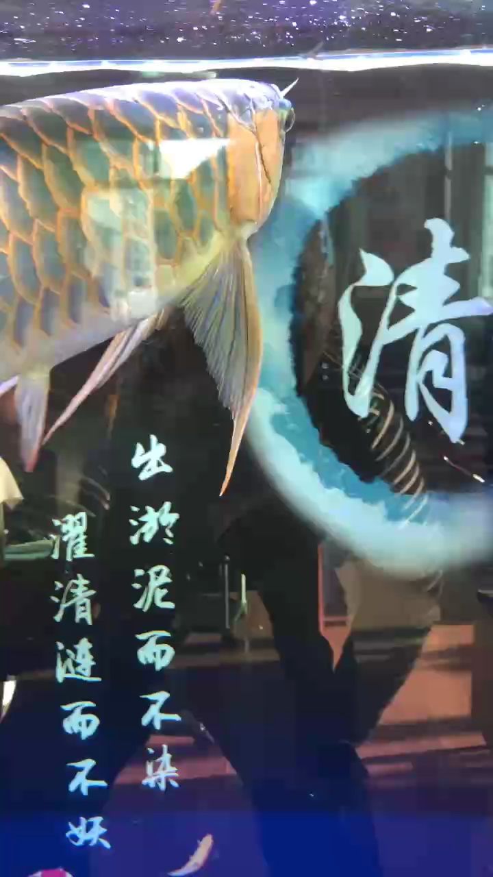 年大吉，祥龍納福，瑞氣盈門賀新 年大吉，祥龍納福，瑞氣盈門賀新 龍魚(yú)論壇