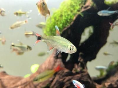 觀賞魚專用鹽成分揭秘，使用方法、作用及注意事項(xiàng)詳解
