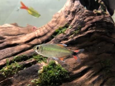 觀賞魚專用鹽成分揭秘，使用方法、作用及注意事項(xiàng)詳解