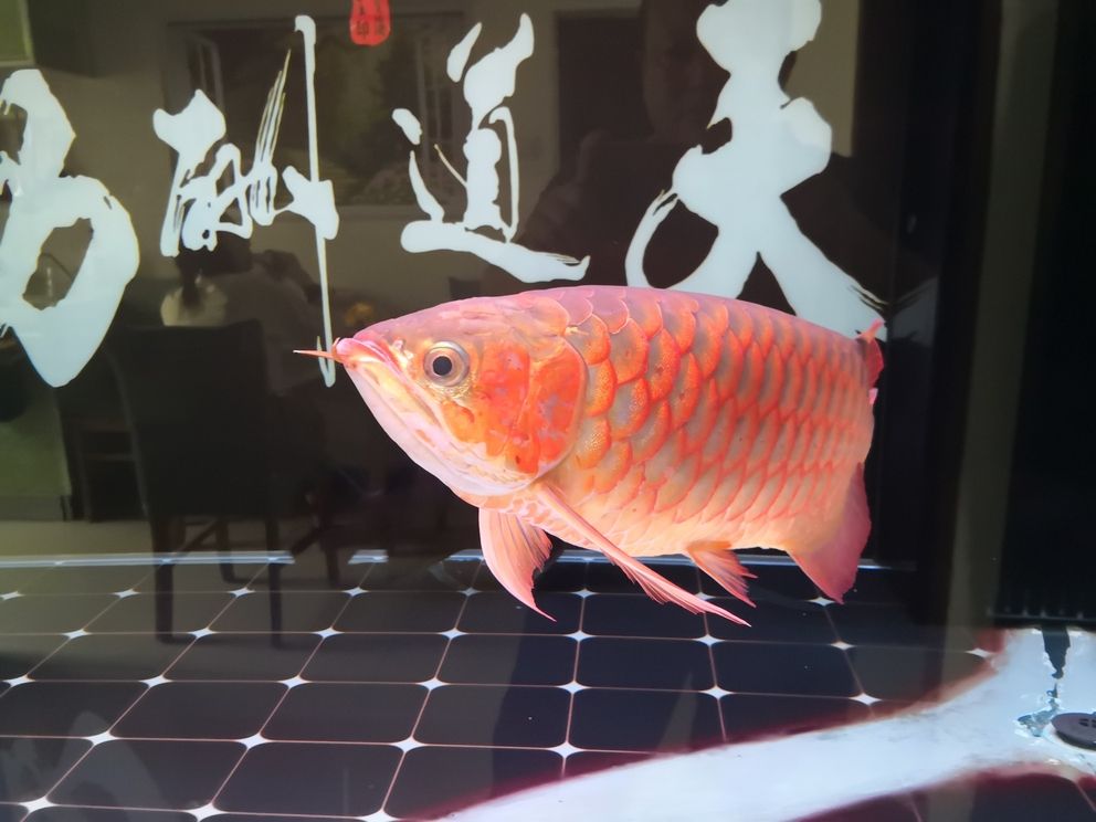 堅持愛好,于喧囂塵世中尋得心靈凈土與自我 龍魚論壇 第1張 堅持愛好,于喧囂塵世中尋得心靈凈土與自我 堅持愛好,于喧囂塵世中尋得心靈凈土與自我 龍魚論壇 第1張