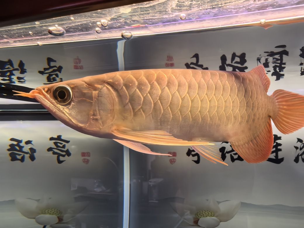 堅持愛好,于喧囂塵世中尋得心靈凈土與自我 龍魚論壇 第3張 堅持愛好,于喧囂塵世中尋得心靈凈土與自我 堅持愛好,于喧囂塵世中尋得心靈凈土與自我 龍魚論壇 第3張