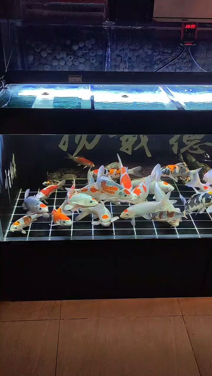 集體過冬，抱團取暖，共御寒冬的生存智慧與