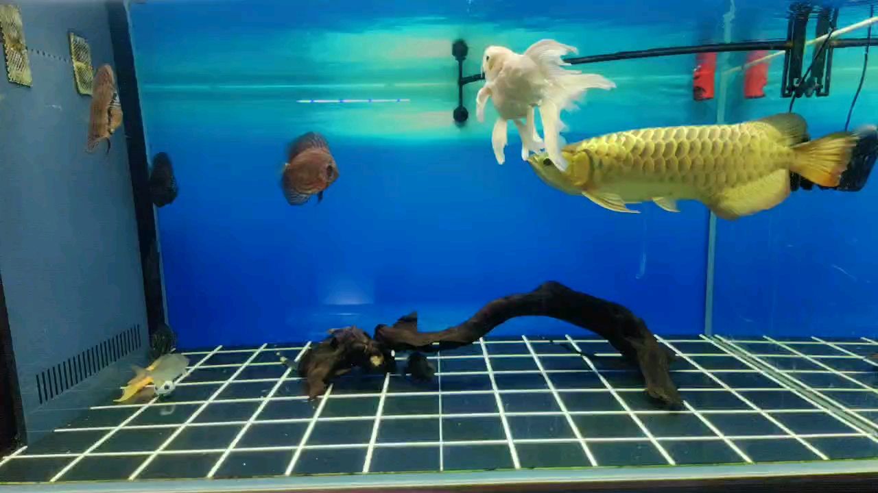 什么魚能和龍魚、虎魚混養(龍魚能和虎魚混養嗎) 年前最后一次換水,為新年新氣象做好準備 龍魚論壇 年前最后一次換水,為新年新氣象做好準備 年前最后一次換水,為新年新氣象做好準備 龍魚論壇
