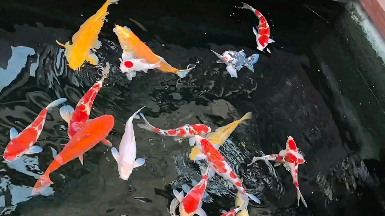 冬天寵物飼養需謹慎，最好少喂食，避免健康風險