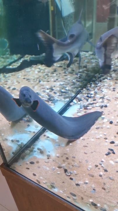 秘紅紋刺鰍，火龍魚的生態(tài)奧秘與獨(dú)特