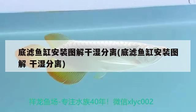 突現渾濁如西米露，探尋水質驟變背后的神秘 突現渾濁如西米露，探尋水質驟變背后的神秘 馬印水族