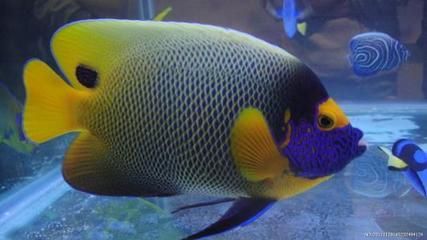 魚與孔雀魚等觀賞魚價格大揭秘，究竟多少錢能 魚與孔雀魚等觀賞魚價格大揭秘，究竟多少錢能 黃金貓魚百科 第2張