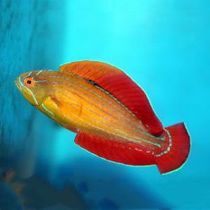 魚與孔雀魚等觀賞魚價格大揭秘,究竟多少錢能 黃金貓魚百科 第3張 魚與孔雀魚等觀賞魚價格大揭秘,究竟多少錢能 魚與孔雀魚等觀賞魚價格大揭秘,究竟多少錢能 黃金貓魚百科 第3張