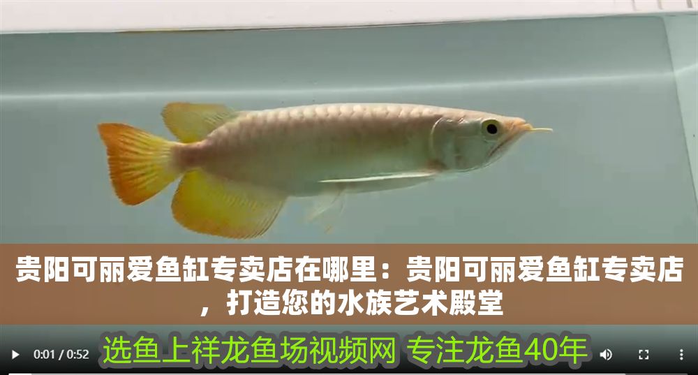 可麗愛魚缸專賣店在哪？