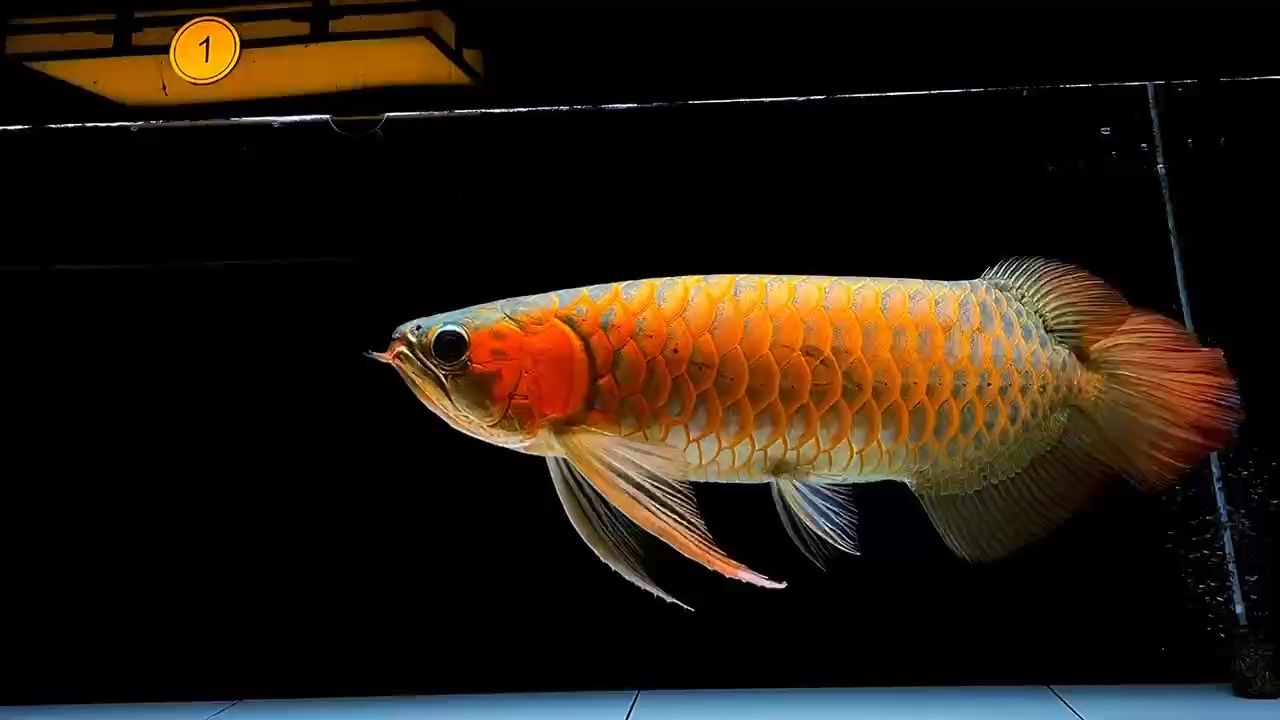 點關注，共赴美好龍魚生活，養護心得與趣味
