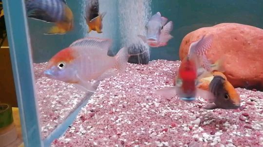 魚缸處理妙招及十多天不在家魚喂養(yǎng)方法詳解視頻