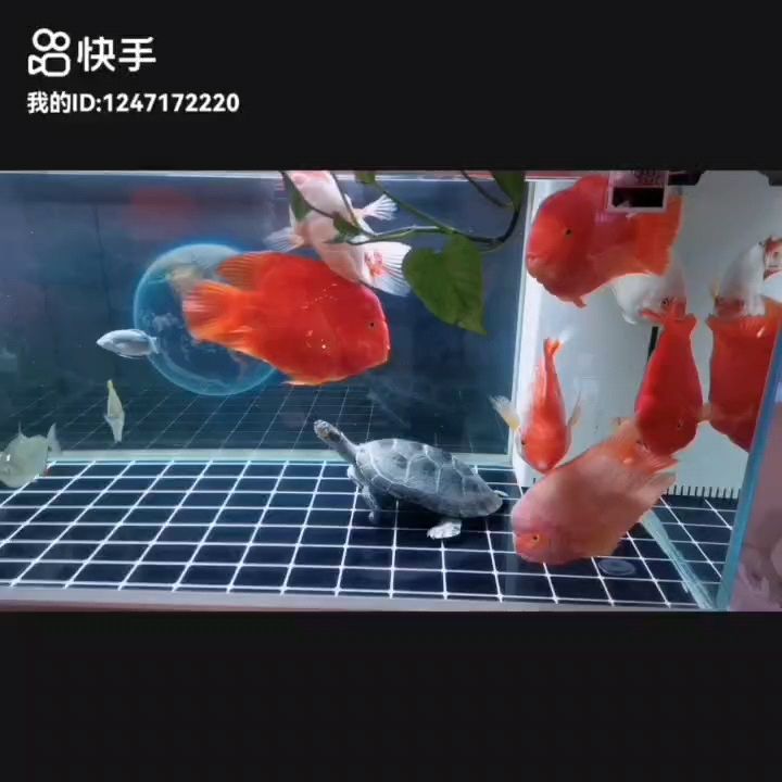 愿事事順遂皆如意，篤信南無阿彌陀佛，未來定會越來越好 愿事事順遂皆如意，篤信南無阿彌陀佛，未來定會越來越好 龍魚論壇