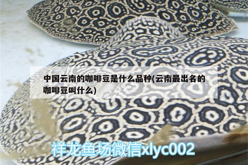 咖啡豆品種探秘，探尋中國云南最出名的咖啡豆