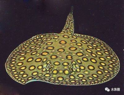 魟魚，揭秘淡水環境中獨特生存的