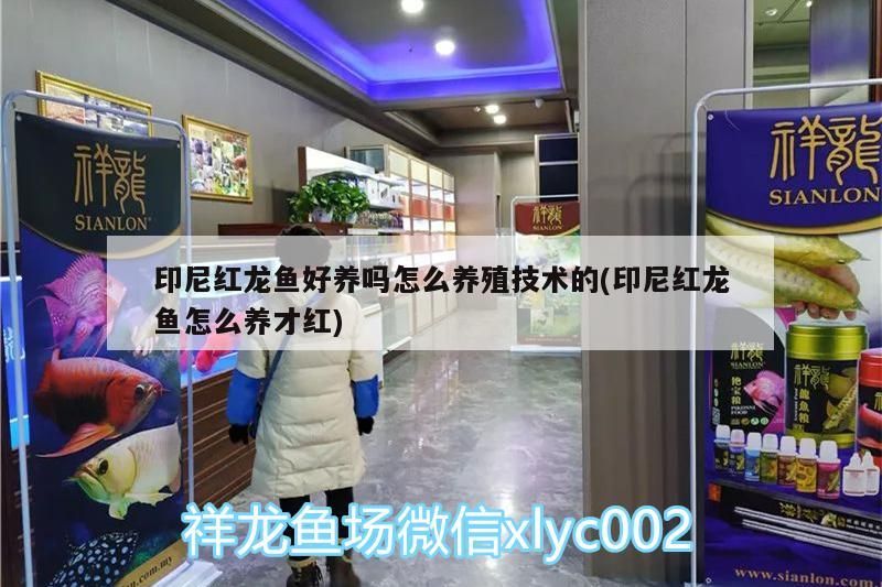 紅龍魚養殖攻略，好養嗎？