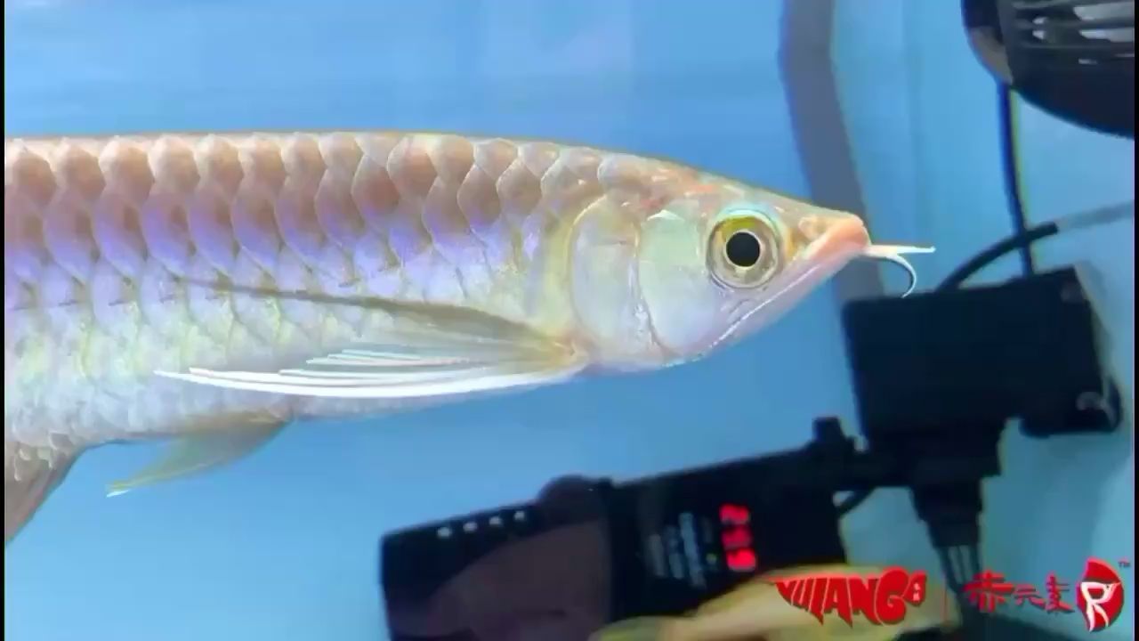 高陵觀賞魚市場(chǎng)赤元素，獨(dú)特魅力與市場(chǎng)探秘 高陵觀賞魚市場(chǎng)赤元素，獨(dú)特魅力與市場(chǎng)探秘 赤元素 第3張