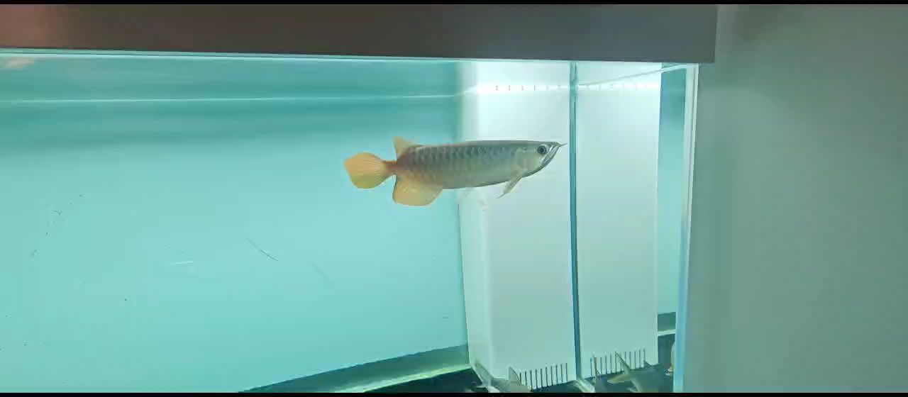 缸第七天，這魚究竟是何品種？