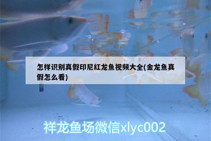 紅龍魚真假識別方法及金龍魚辨?zhèn)渭记梢曨l